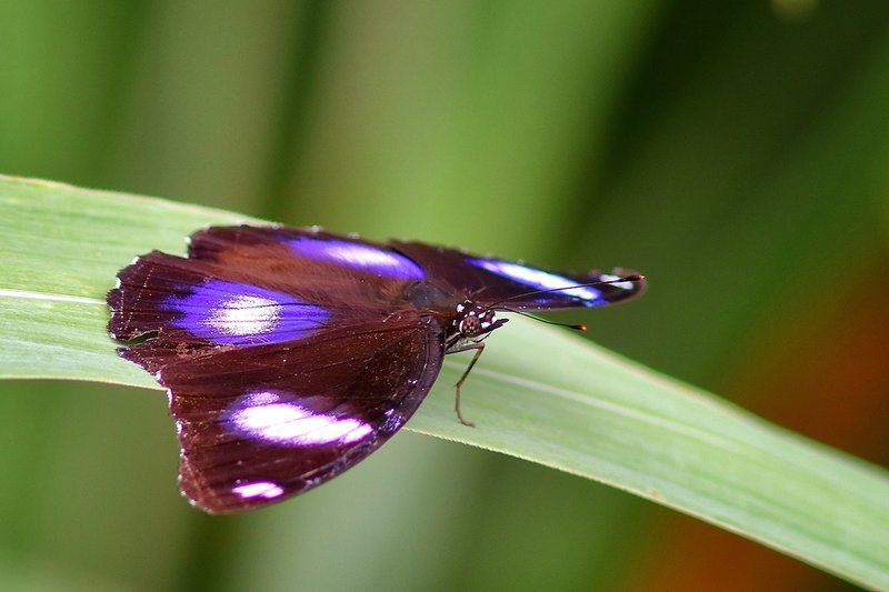 Nature Lodge Kinabatangan Bilit Bagian luar foto