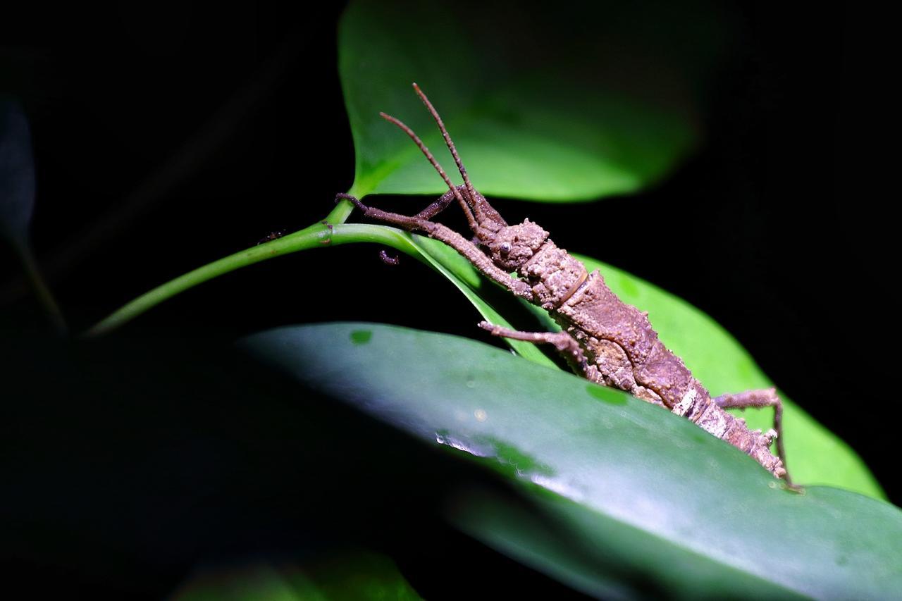 Nature Lodge Kinabatangan Bilit Bagian luar foto