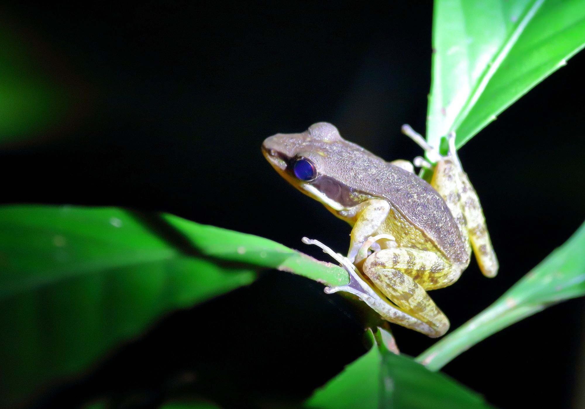 Nature Lodge Kinabatangan Bilit Bagian luar foto
